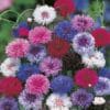 Cornflower dwarf double Polka Dot mixed seeds colorful
