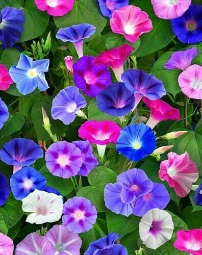 Ipomoea Tricolor Seeds Mix Morning Glory Flower Seeds Dwarf