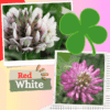 Mix red White Clover Seeds