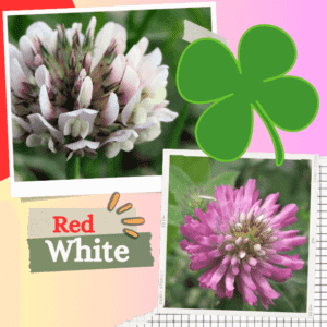 Mix red White Clover Seeds
