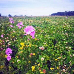 10Kg Bulk Mix Wildflower Seeds: A Pollinator's Paradise