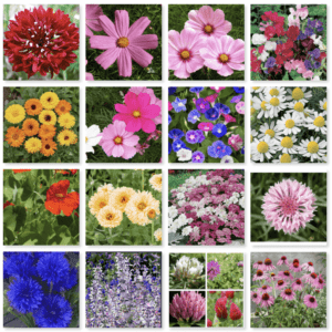 10kg Wildflower Pure Seeds Mix - Organic 16-Flower Mix for Garden, Farm, School or Balcony: No Grass, All Fresh & Pure