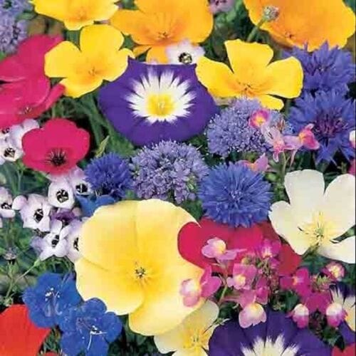Wild Flower Seeds - Bee
Wildflower Seeds - Add Color and Life to Your Garden
Premium Quality Seeds for Your Garden
Planting Wildflower Seeds - Add Color and Life to Your Garden
Wildflower Seeds - Bring Life and Beauty Indoors - Wildflower Seeds - Attract Wildlife to Your Garden with Our Seeds