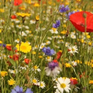 100g Wildflower Meadow Seeds - Annual Mix for Butterflies, Bees & Birds