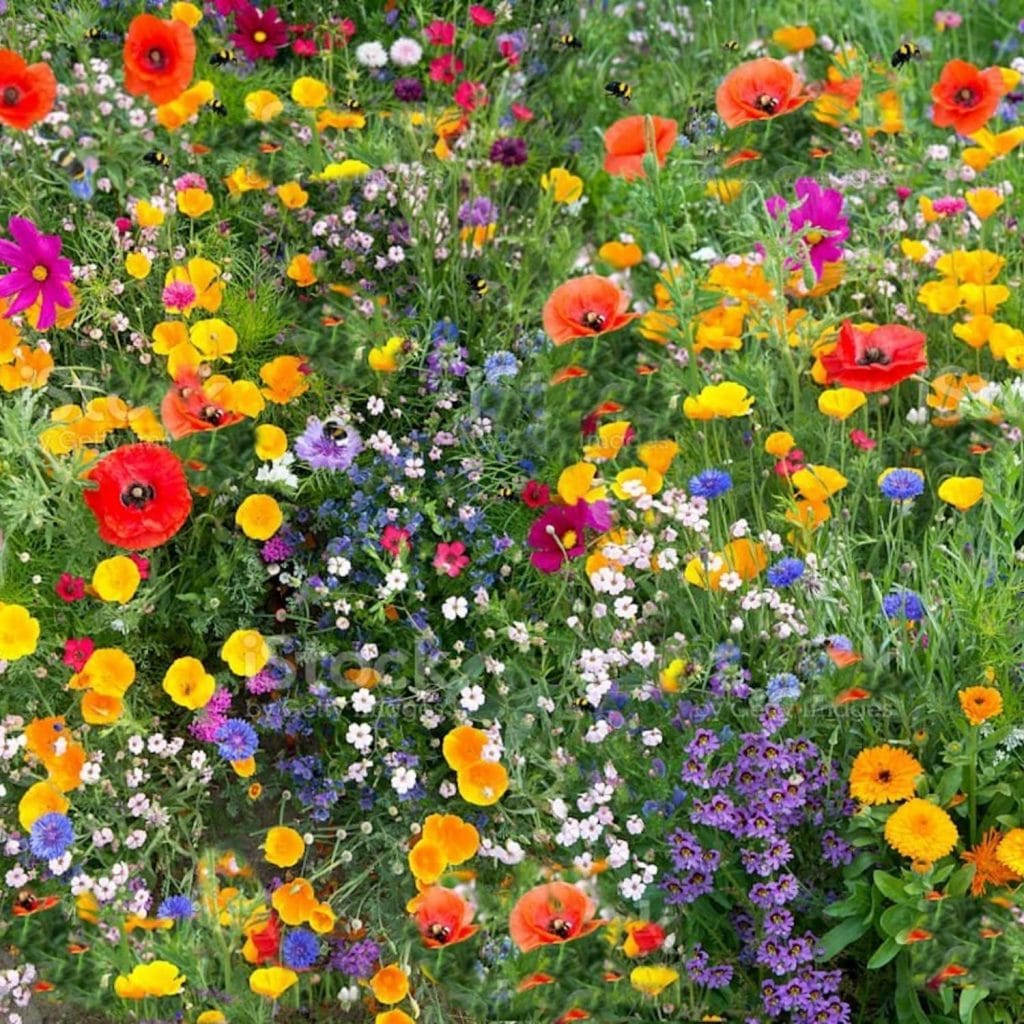 100g Pure Flower Mix - Wildflower UK Seeds Attract Bees & Butterflies, No Grass - Genuine Annual Meadow Colors