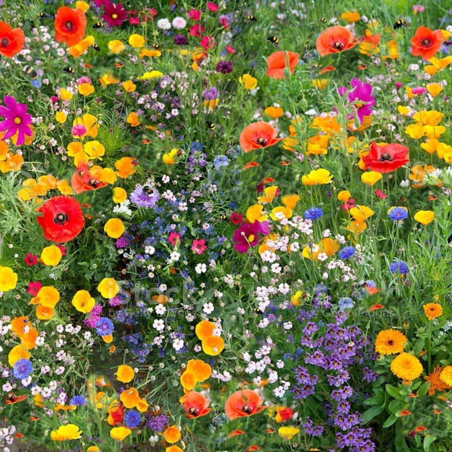 Wildfower mix Pure Flower Mix - 100g Wildflower UK Seeds Attract Bees & Butterflies, No Grass - Genuine Annual Meadow Colors