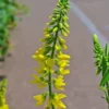 Sweet Clover Seed Yellow Blossom:Sweet Clover Seed (Melilotus officinalis)