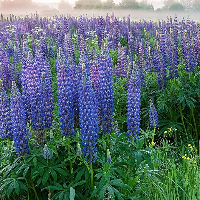 agriculture seeds Lupine