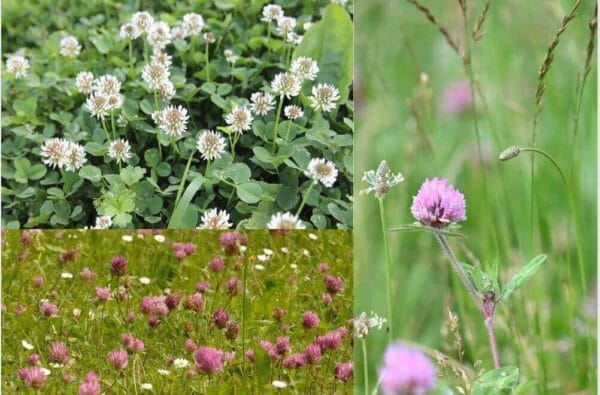 can you mix red and white clover red and white clover lawn white clover seed red clover white clover vs red clover medicinal uses white or red clover for pasture red clover vs white clover for deer red clover seed red and white clover