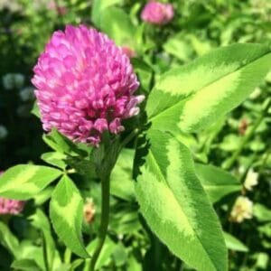 Red Clover Seed Organic - red clover