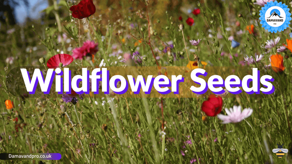 How to Sow Wildflower Seed & Aftercare - wildflower seeds
