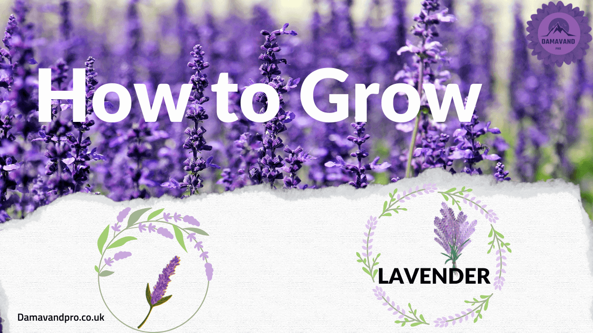 How to Grow Lavender Like an Expert