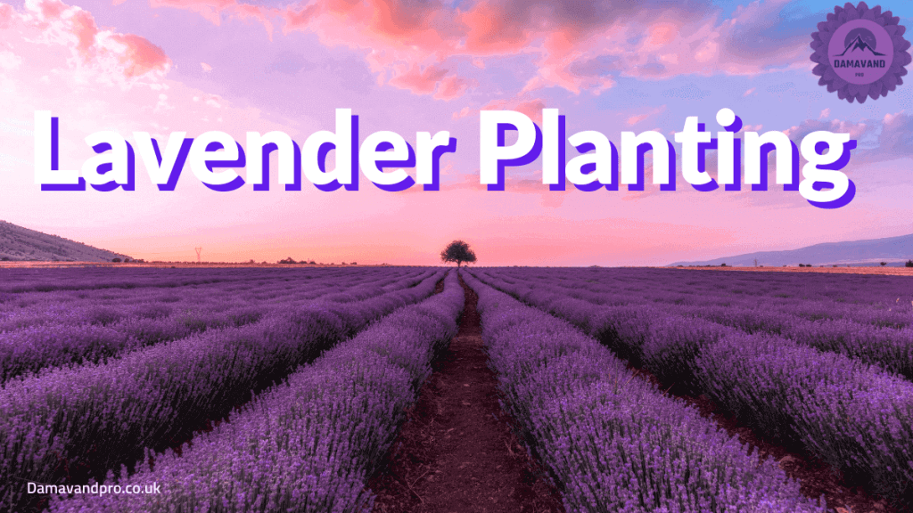 how to plant lavender in the ground Planting lavender in the ground is easy, but there are a few things you'll want to know before you get started. It's time to plant some lavender in the ground. Learn all about growing & caring for this fragrant flower with our tips and tricks!