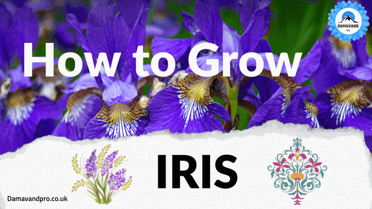 iris flower planting and caring for this stunning rhizome flower