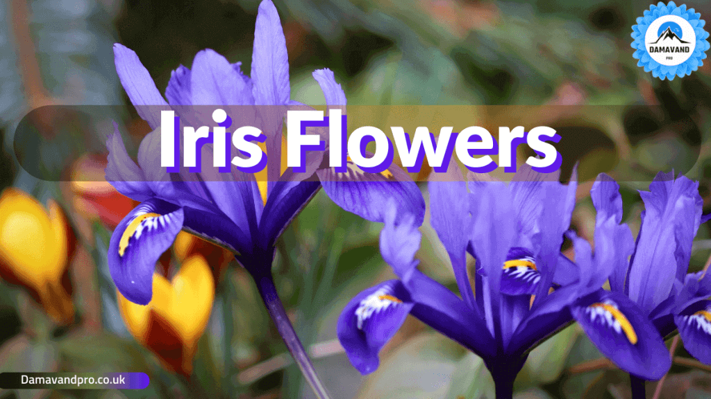 How to Grow Iris | Damavandpro Gardeners World & UK