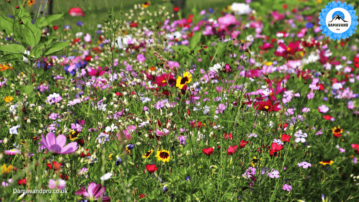 wildflower seeds near me, wildflower seeds for sale, where to buy wildflower seeds, flowers for sale near me wildflower seeds, wildflowers seeds, best wildflower seeds, native wildflower seeds, flower seeds, flower seed varieties, wildflower meadows cost