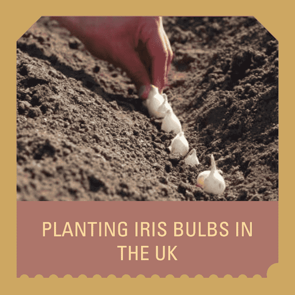when to plant iris bulbs uk