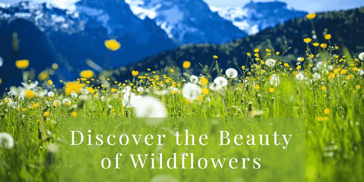 Background Information on Wildflowers - current wildflower bloom information