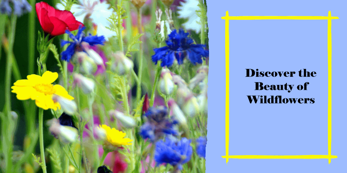 Characteristics of Wildflowers - Wildflowers: A Testament to Nature's Ingenuity, Thriving in the Wildest of Places
