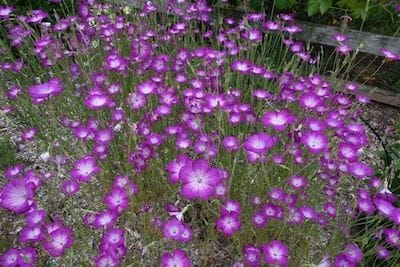 Corncockle Seeds flower