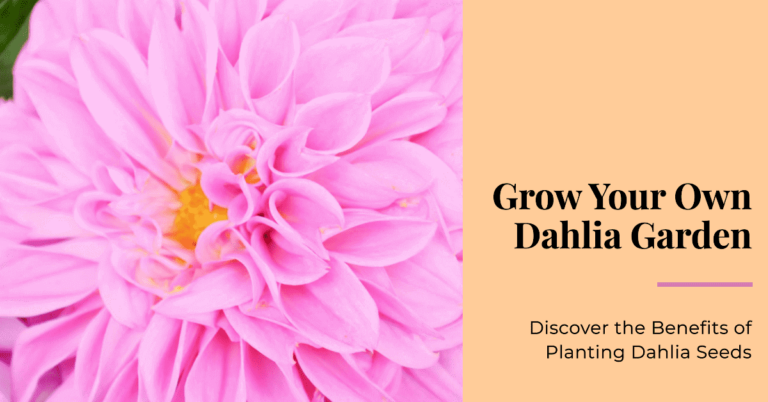 Dahlia seeds