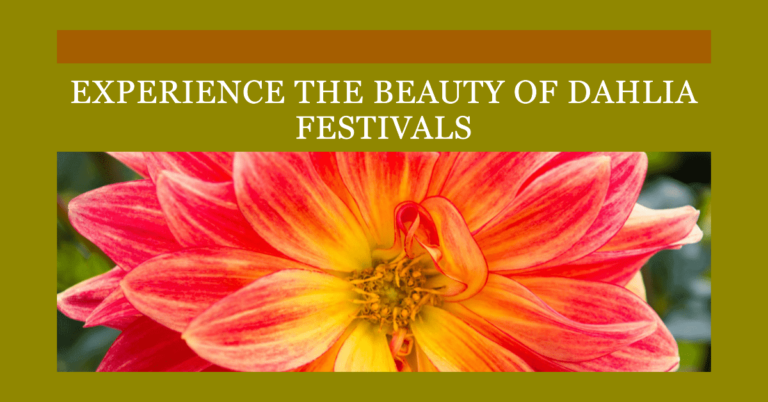 Discover the Magic of Dahlia Festivals