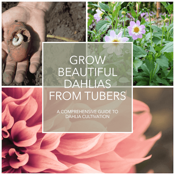 Grow Dahlias Tubers