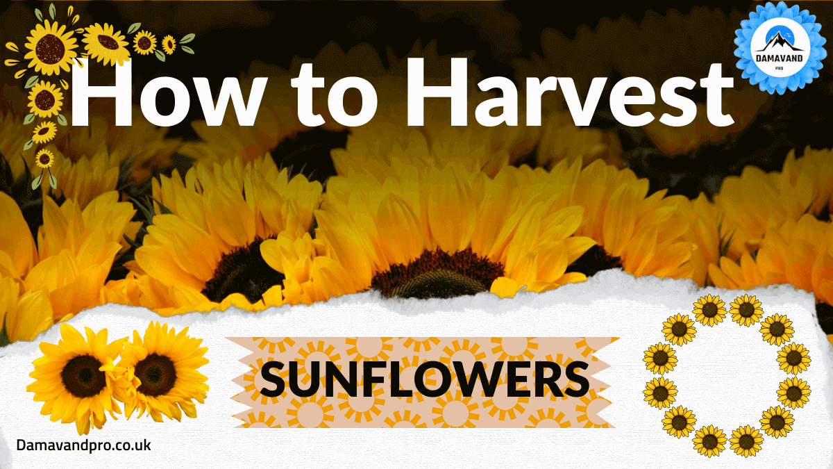How To Harvest Sunflower Seeds Harvesting Sunflowers: How To Harvest Sunflower Seeds