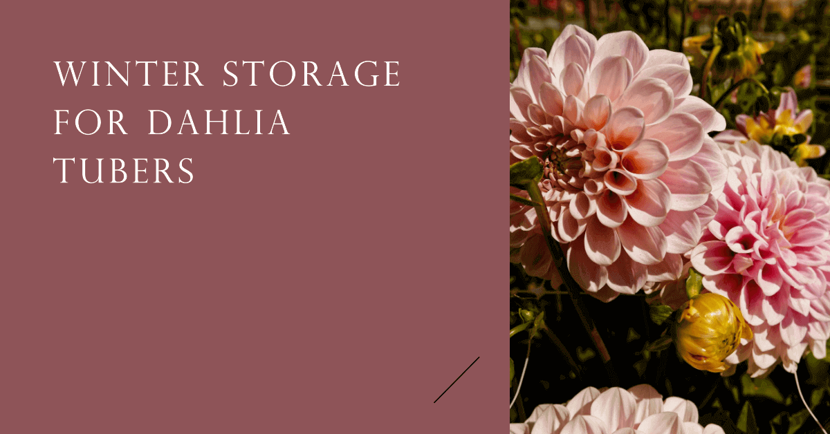 How store Dahlia flower tubers winter