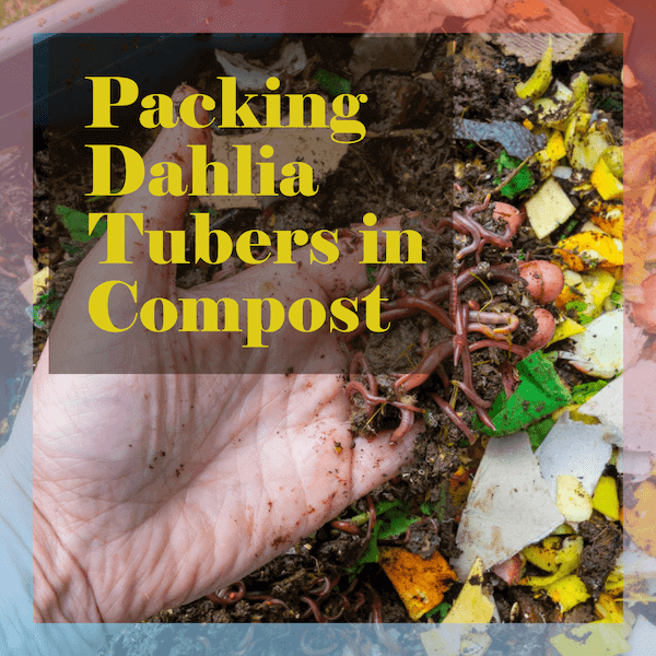 Packing dahlia tubers dry compost