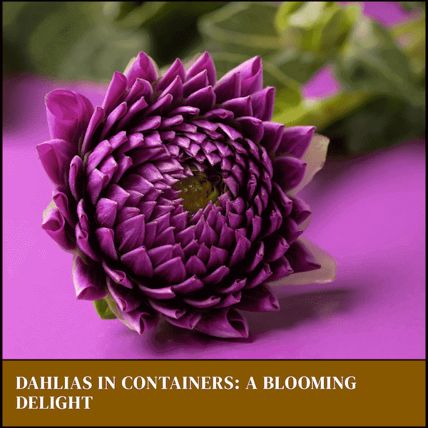 Planting Caring Dahlias Contains
