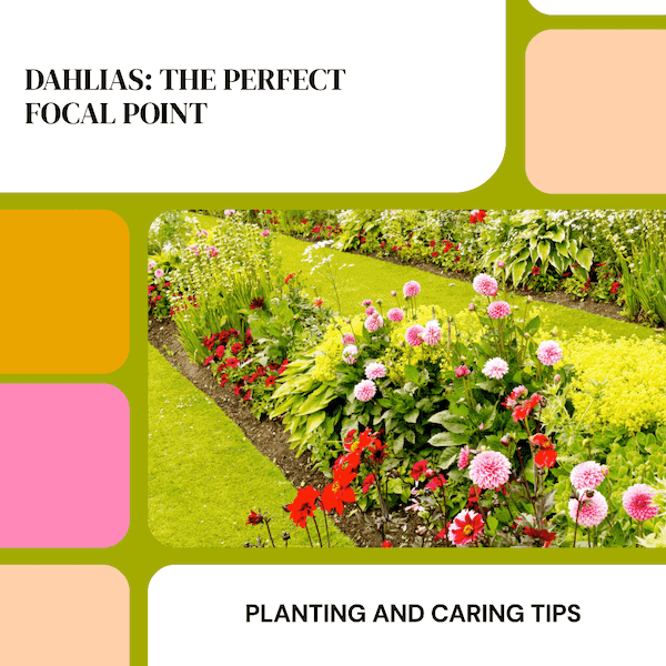 Planting Caring Dahlias Focal Points