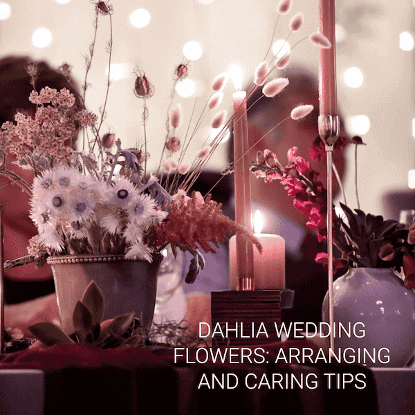 Tips Dahlia Wedding Flowers