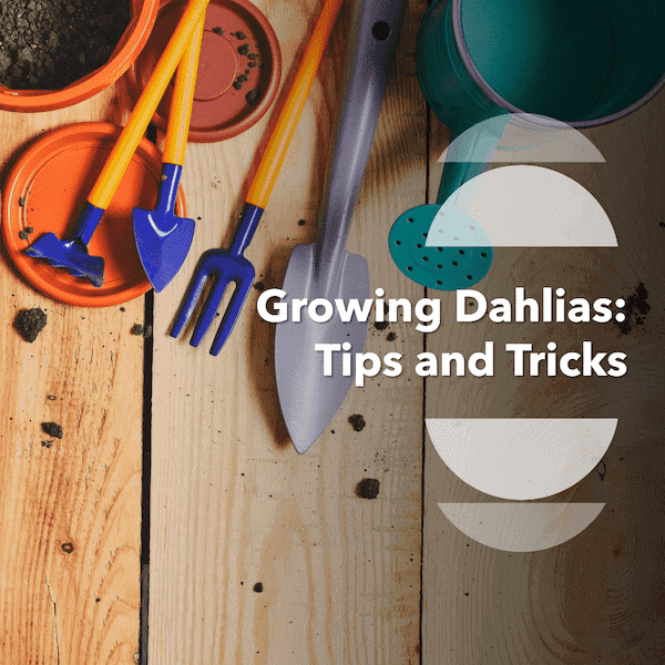 Tips Growing Dahlias