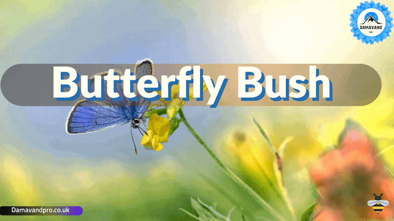 The Best Butterfly Bush Varieties -12 Buddleia Varieties