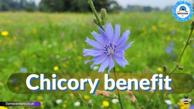 Chicory benefit - Chicory (Kasni) Benefits chicory seeds benefits