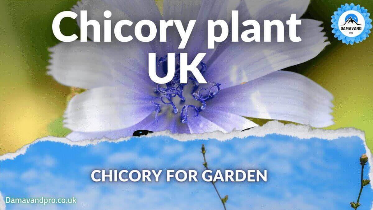 Chicory plant uk Chicory seeds