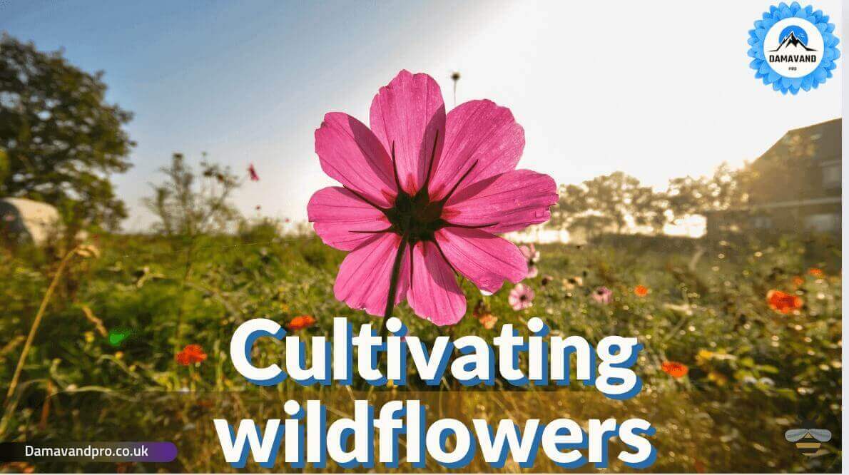 Cultivating wildflowers