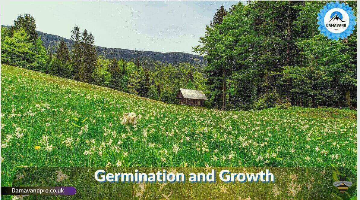 Germination and growth