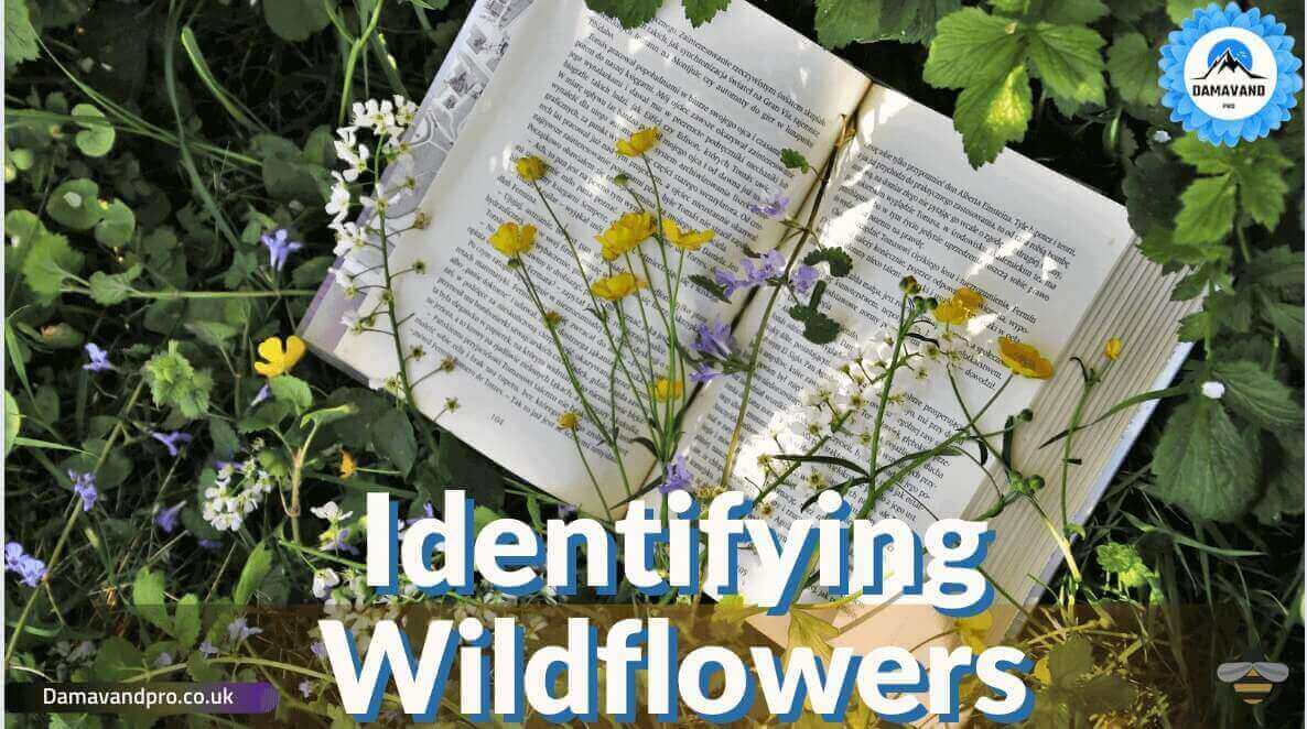 Identifying-wildflowers