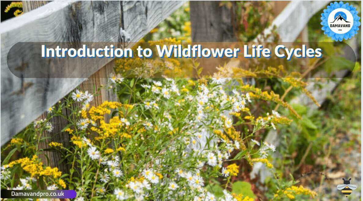 Introduction of wildflower life cycles