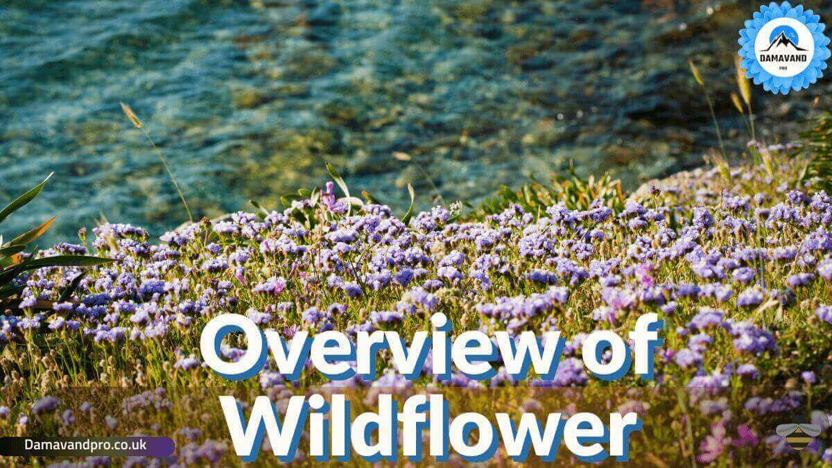 Overview-of-wildflower