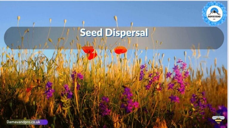 Seed dispersal