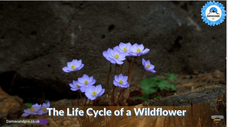 The life cycle of a wildflower
