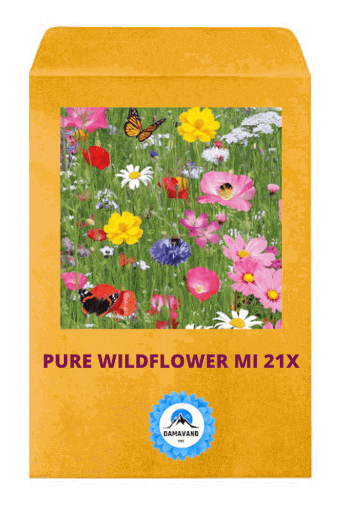Wild-flower-mix-Meadow