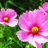Rainbow Cosmos Seeds Collection