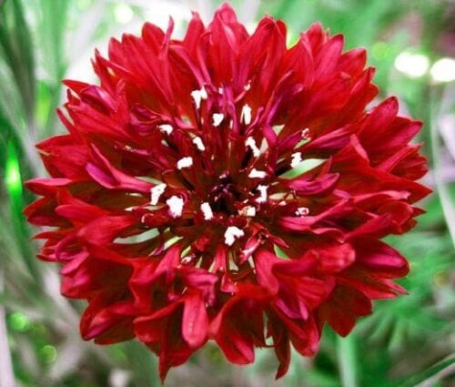 Cornflower Tall double Red seeds
