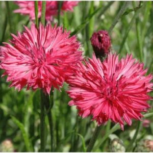Cornflower Tall double Red seeds
