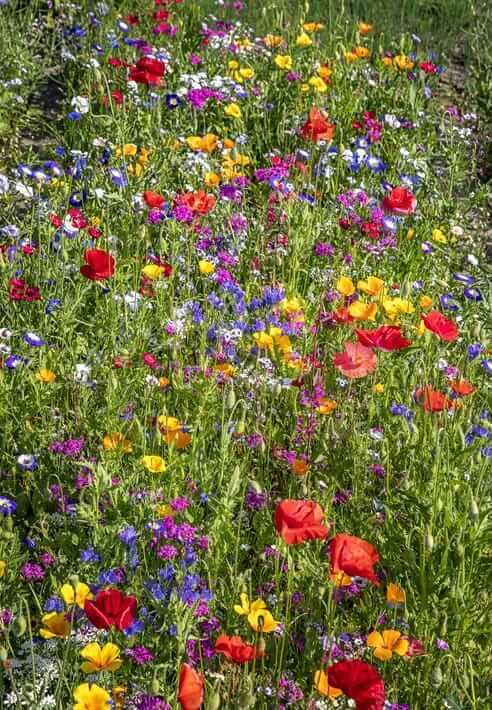 A mix of 21 UK wildflower seeds, including annual meadow wildflowers, bulk wildflower seed mix, UK wild flowers, and wildflowers UK. This mix of wildflower seeds is perfect for creating a beautiful and biodiverse garden or outdoor space.