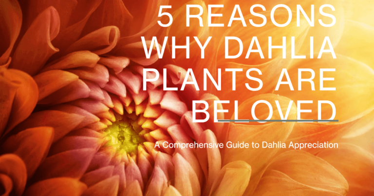Dahlia Plants